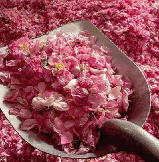 تصویر 2 از گلاب میمند درجه یک و تازه